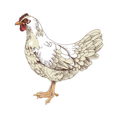 Hand drawn rhode island white chicken