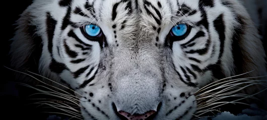 Zelfklevend Fotobehang Blue eyes of a white tiger close up © Veniamin Kraskov