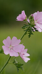 Moschus-malve rosen malve blume blumenwiese rosa abelmoschus indische hibiscus-malve heilpflanze grün detail isoliert hintergrund pflanzenarten