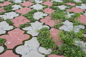 Abandoned tile as a backdrop, Grass growing through tile seams, urban sustainability, grey tile and greenery, grass, green parking,
