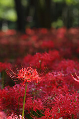 群生して咲く満開の彼岸花