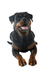 rottweiler in studio