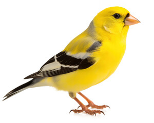 Fototapeta premium American Goldfinch