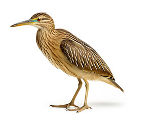 Bittern