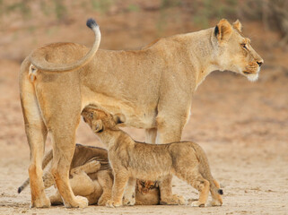 Lion cubs playing and suckling with their mother