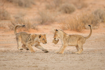 Two lion cubs playing with a toy stone in the desert
