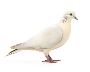 Dove isolated on white background