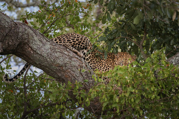 Leopard hiding between tree leaves