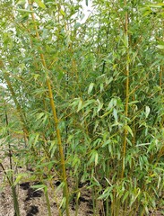 Bamboo 