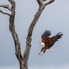 African fish eagle flying to a dead tree with cloudy sky background