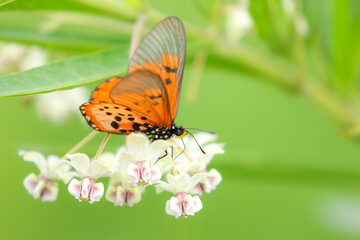 Orange-winged butterfly looking for nectar in small white flowers