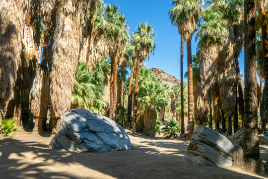 Hiking trail in Indian Canyons, Palm Springs, California