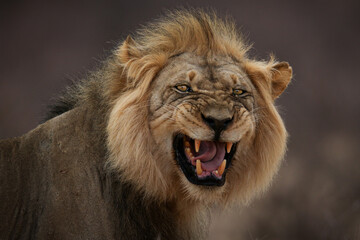 Strong male lion roaring with open mouth and teeth showing