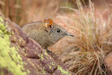 Elephant shrew standing quietly on a rock with soft grassy background