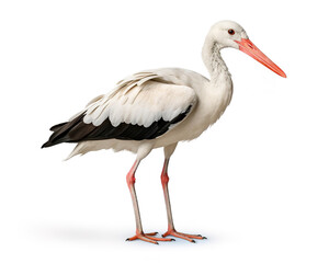 Fototapeta premium Stork