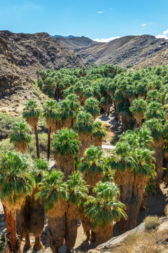 Washingtonia filiferas, native California palm trees in Indian Canyons, Palm Springs