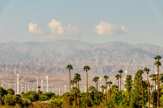 Palm trees and wind turbiness on the mountain in Palm Springs, Coachella Valley, Califormia