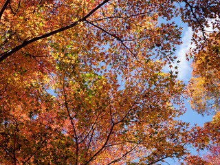 Bright and vivid foliage scenery in the park in autumn