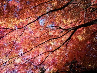 Bright and vivid foliage scenery in the park in autumn