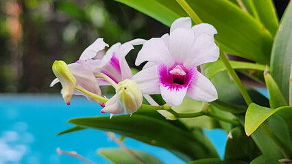 Fresh beautiful white and  violet, pink Phalaenopsis or Moth dendrobium orchid flower in winter or...