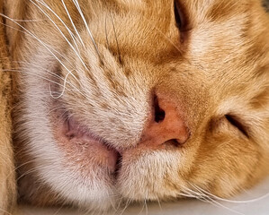 cat sleep sleeping face nose eyes brwon orange close up