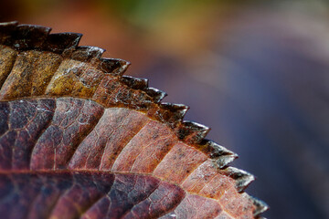 Gros plan sur une feuille en automne