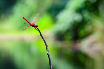 red dragonfly on leaf