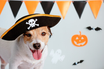 Smiling cute dog in pirate hat against wall with Halloween decor and garland