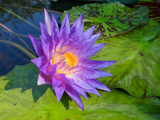 purple water lily in shanghai chenshan botanical garden