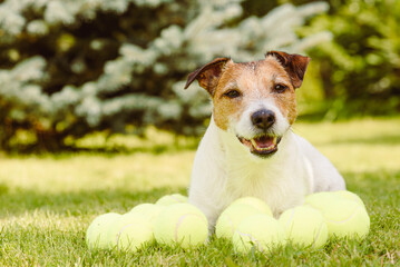 Happy dog with a lot of tennis balls on green grass lawn in backyard garden