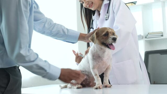 Slow motion 4k of veterinarian examining dog examine animal from head to tail, and be sure to check everything in between. at veterinary clinic