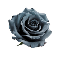 blue rose isolated on white