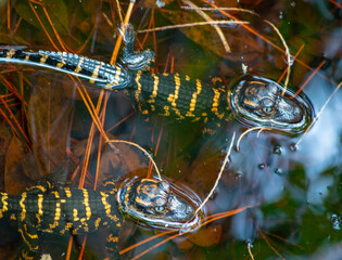 Obraz premium alligator hatchlings