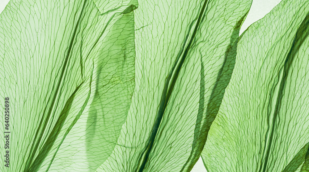 Wall mural Abstract nature pattern of flower petals green color, natural texture leaf as natural background or backdrop. Macro texture, colored aesthetic photo with veins of petals, trend botanical