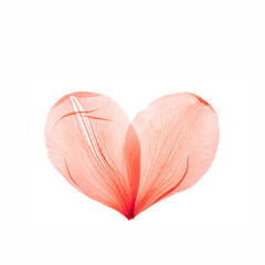Shape heart from pink red delicate flower petals, natural texture pressed leaf, object isolated on...