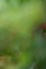 GO green - soft focus abstract leafy green background. Blurry apricot tree leaves wallpaper