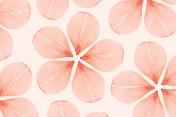 Nature pattern of abstract pink flowers from dry petals, transparent petal leaf with natural texture as nature background or wallpaper. Macro texture, floral design minimal flat lay pattern, view - Powered by Adobe