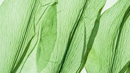 Wall murals Abstract nature pattern of flower petals green color, natural texture leaf as natural background or backdrop. Macro texture, colored aesthetic photo with veins of petals, trend botanical