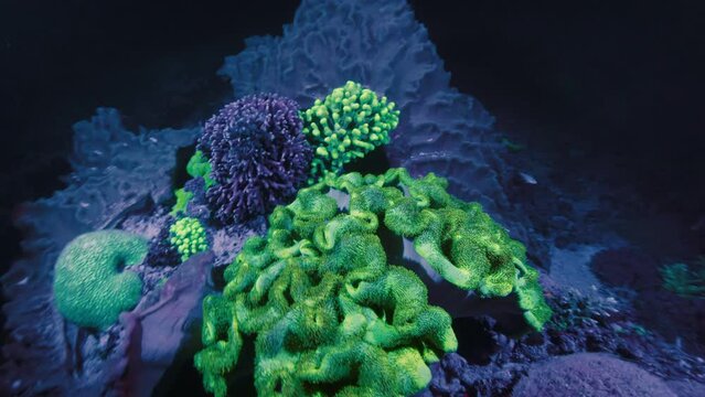 Corals shining under UV light. Coral reef glowing purple and green colours under ultraviolet light during night diving
