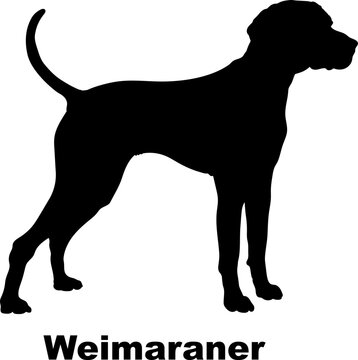 Weimaraner dog silhouette dog breeds Animals Pet breeds silhouette