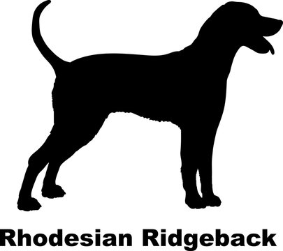  Rhodesian Ridgeback dog silhouette dog breeds Animals Pet breeds silhouette