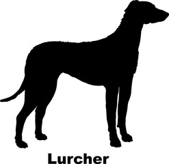  Lurcher dog silhouette dog breeds Animals Pet breeds silhouette