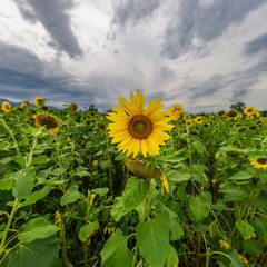 yellow sunflower on green sunflower field in the sunlight, with forest, tree and blue sky in background, with bee at work!