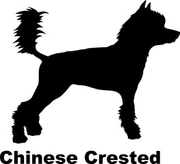 Chinese Crested dog silhouette dog breeds Animals Pet breeds silhouette