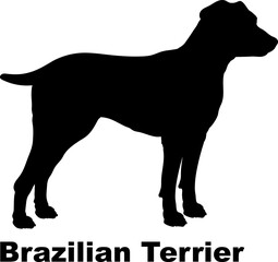 Brazilian Terrier dog silhouette dog breeds Animals Pet breeds silhouette