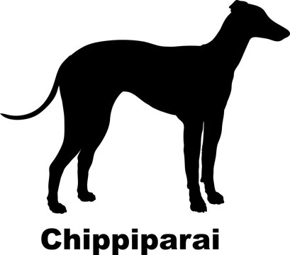Chippiparai dog silhouette dog breeds Animals Pet breeds silhouette