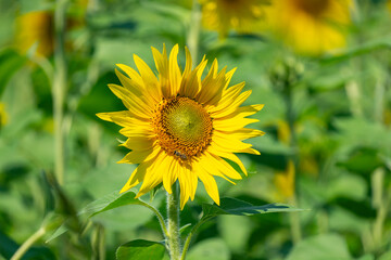 yellow sunflower on green sunflower field in the sunlight, with forest, tree and blue sky in background, with bee at work!