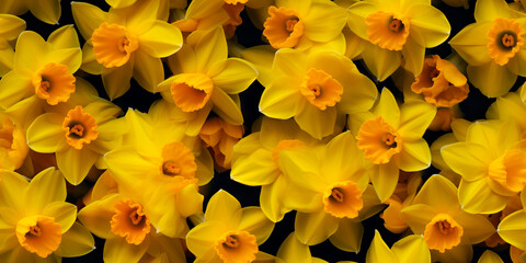 Daffodil flowers. Seamless texture. Beautiful floral pattern that repeats.