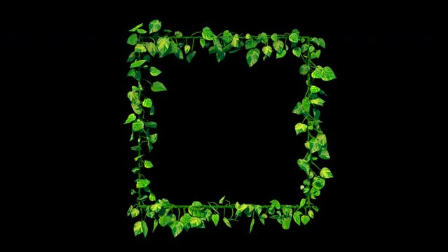 Ivy / vine houseplant growing a square shape. Frame. Alpha channel for transparency. Realistic 3D Animation
