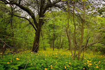 A forest landscape. A forest glade with yellow flowers © tillottama